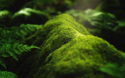 1337 Pharma compense ses émissions de CO2